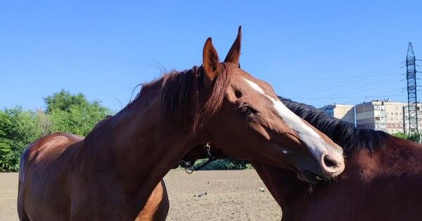 Российские общественники передали в ДНР 20 тонн корма для лошадей