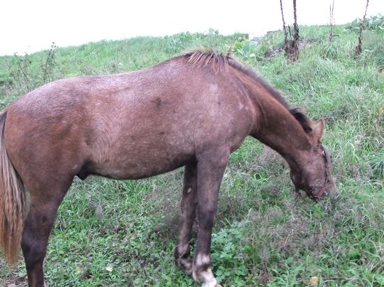 Донецкие лошадки будут накормлены благодаря россиянам