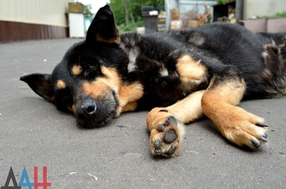 Писатели России обеспечили постоянным водоснабжением крупнейший в ДНР приют для животных