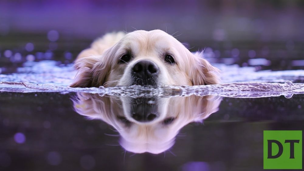 Донецкий приют «ПИФ» получит воду