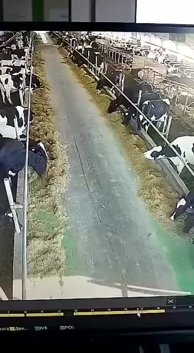����: �� �� ���������� ����� � 20 �������� ������� ����������� ������ � ���� ������������ ������� �������
