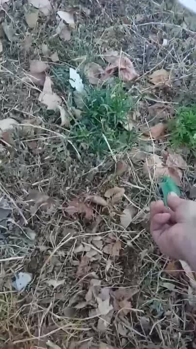 ������ �������: ��������� ����� �������, ���� ���������� ��������������� ������ ��������������