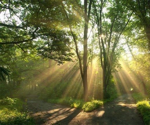 Вице-премьер Владимир Ежиков поздравил работников лесного хозяйства с профессиональным праздником