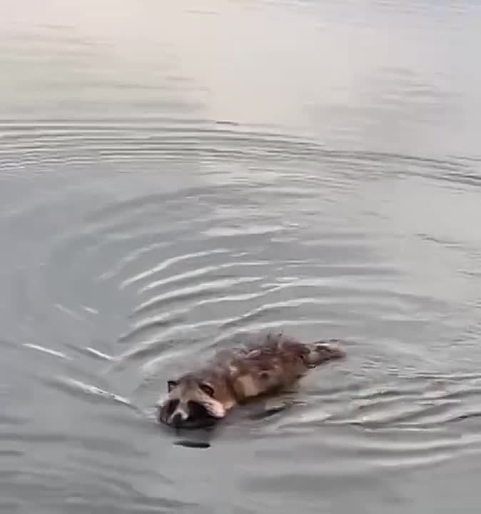 ������ � �������� ����