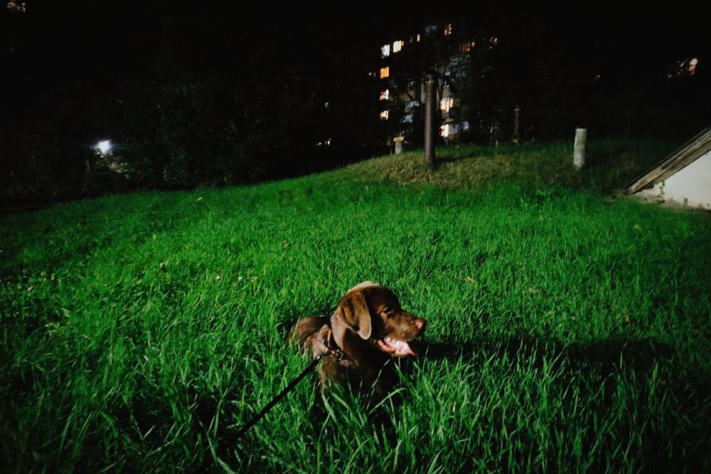 Денис Григорюк: Поделюсь немного позитивом с вечерней прогулки по Донецку