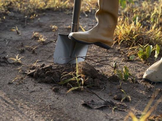 В ДНР не хватает лопат, пил и перчаток – депутат
