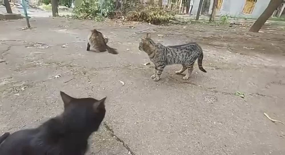 ФОНД ВСЕХ ПОРОД. САНЁК. СЕРИЯ 10