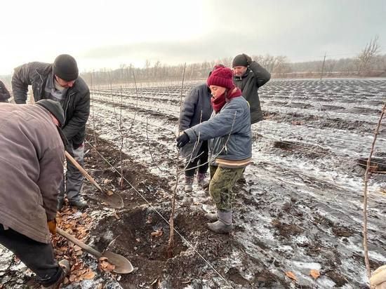 В Волновахе высадили яблоневый сад из ставропольских саженцев