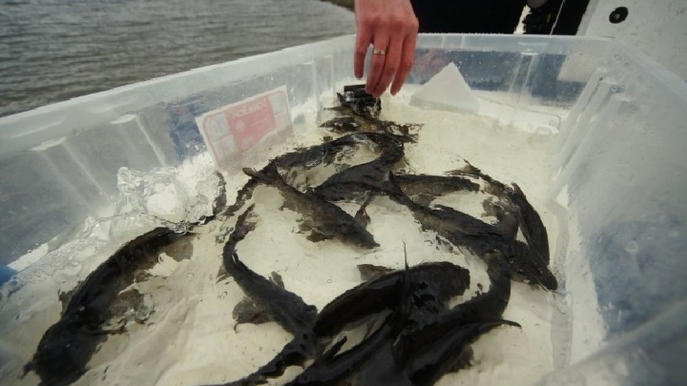 В ДНР готовы задействовать воды Азовского моря для развития рыболовства