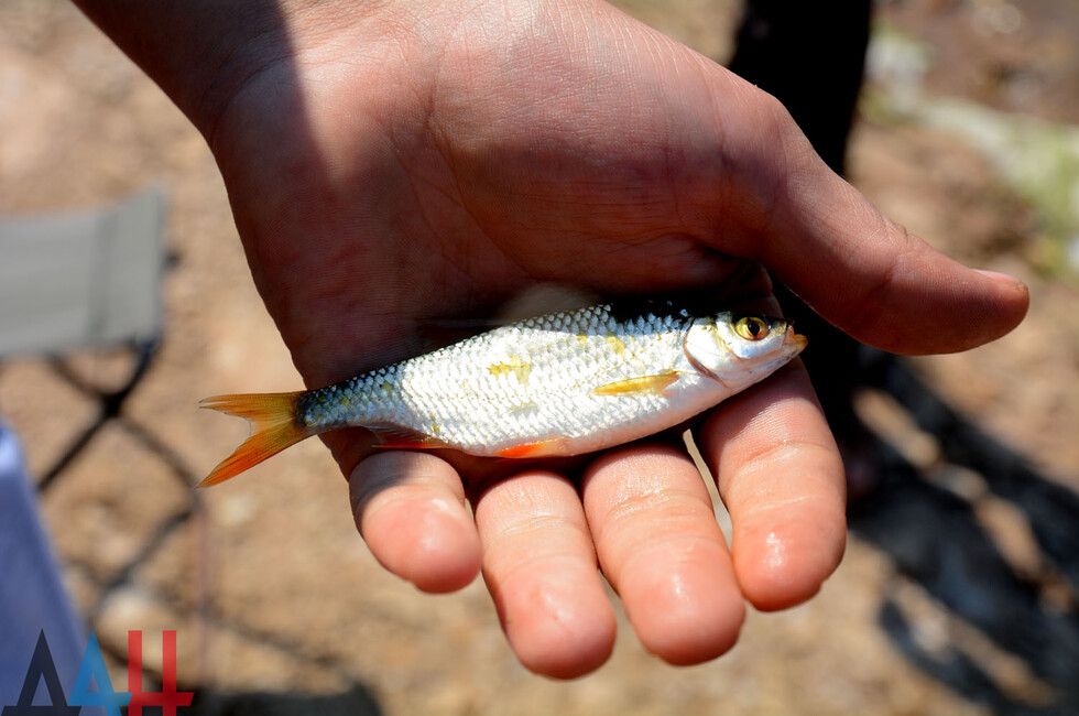 В ДНР запланировали задействовать азовское побережье для развития рыбной промышленности