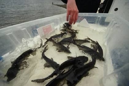 В ДНР готовы задействовать воды Азовского моря для развития рыболовства