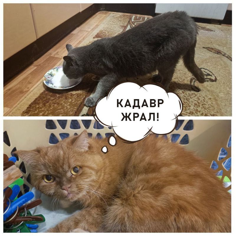 ���� ���������: �������-������� ����� �� ������������� ������������ �������� � ������, � ��������� ���������� ������