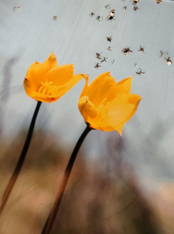 Денис Григорюк: Так сейчас выглядит выставка со снимками Донбасской природы на бульваре Пушкина в центре Донецка