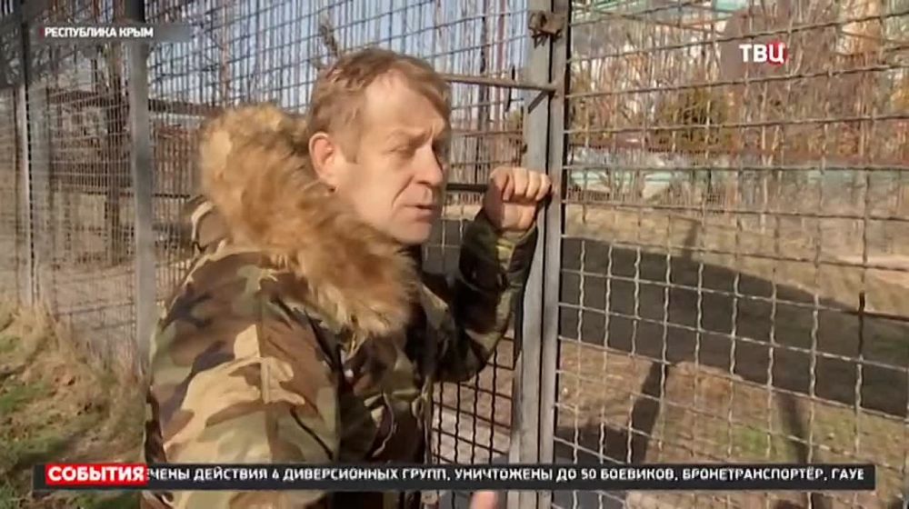 Никита Васильев: Львы и медведи из Донецка и Мариуполя обживаются на новом месте! Львы даже с местными старожилами уже пререкаются, грозно трясут гривой и пытаются перерычать соседей по саванне