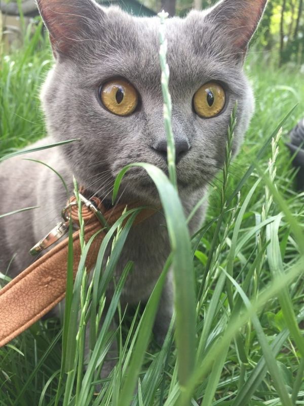 � ���,������! ������� �� �������� ����� ������ �������� (
