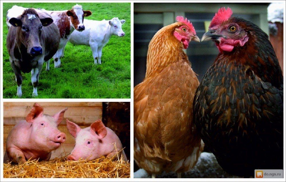 Артем Крамаренко: «Государственная поддержка развития животноводства в ДНР — наша первоочередная задача»