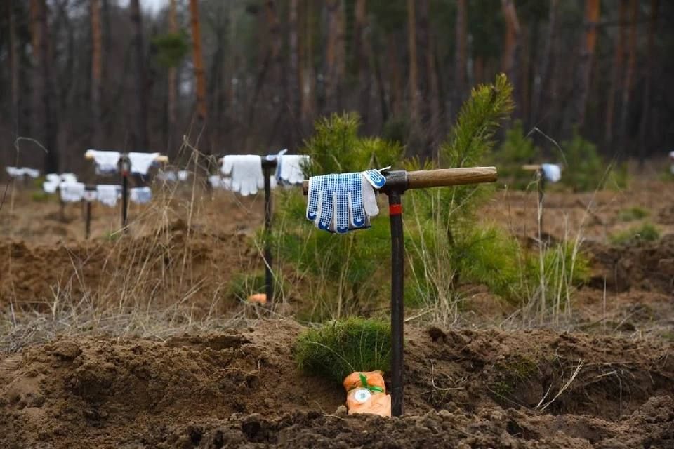 С 21 марта в ДНР стартует международная акция «Сад памяти»
