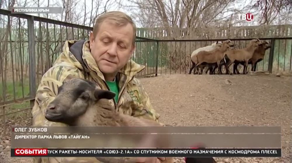 Никита Васильев: Эвакуированные животные из Донецкого зоопарка осваиваются в Крыму! Владелец парка львов Тайган Олег Зубков вывез лам, красных баранов, муфлонов, обезьян, птиц, львицу за котороми в прифронтовых районах сейчас тяжело ухаживать