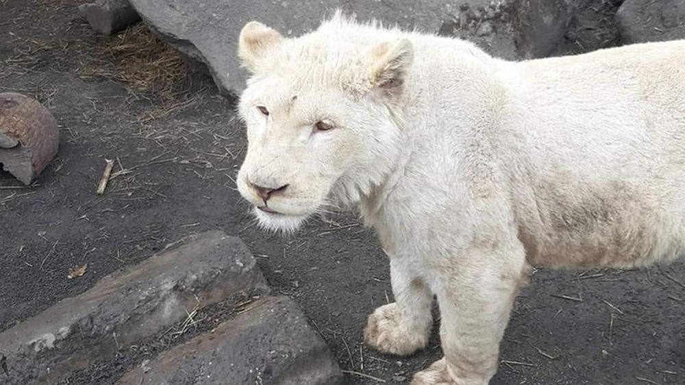 Мариупольский зоопарк передал семь молодых львиц в крымский сафари-парк «Тайган»