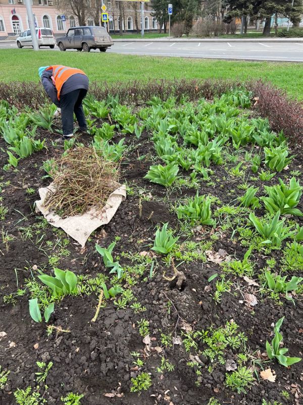 Василий Ткачук: Муниципальным унитарным предприятием администрации г. Донецка "Зеленого строительства Калининского района г. Донецка" продолжаются работы по благоустройству клумб на разделительной полосе по бульвару Шевченко