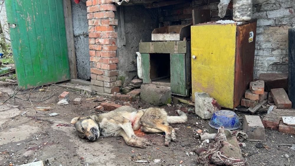 Марина Ахмедова: Ну да, жила собака в таком небогатом доме