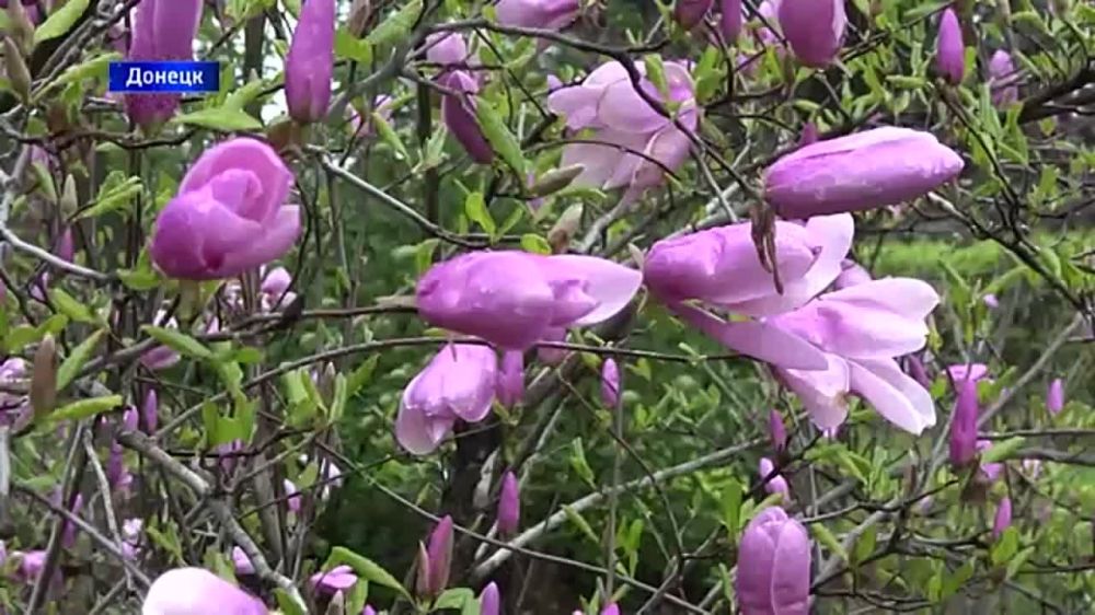 ДНР. В Донецке продолжают высаживать розы