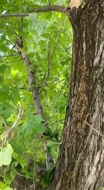 ������ �������: ��� ����� ������ ��������� �� ���� ����� 19 � �������� ������ � �������