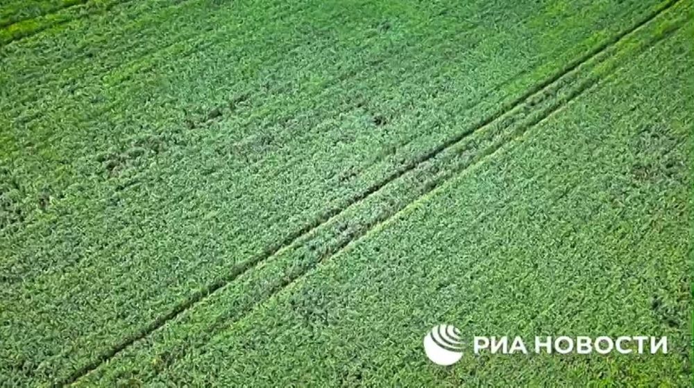 Разминирование сельхозугодий в ДНР может занять несколько лет, заявил и.о. зампреда местного правительства, министр агропромышленной политики и продовольствия Артем Крамаренко