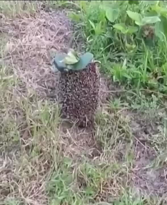 ���� � ���������� � ������� ����� "��������" ������������ � ���� ��� � ������� ����