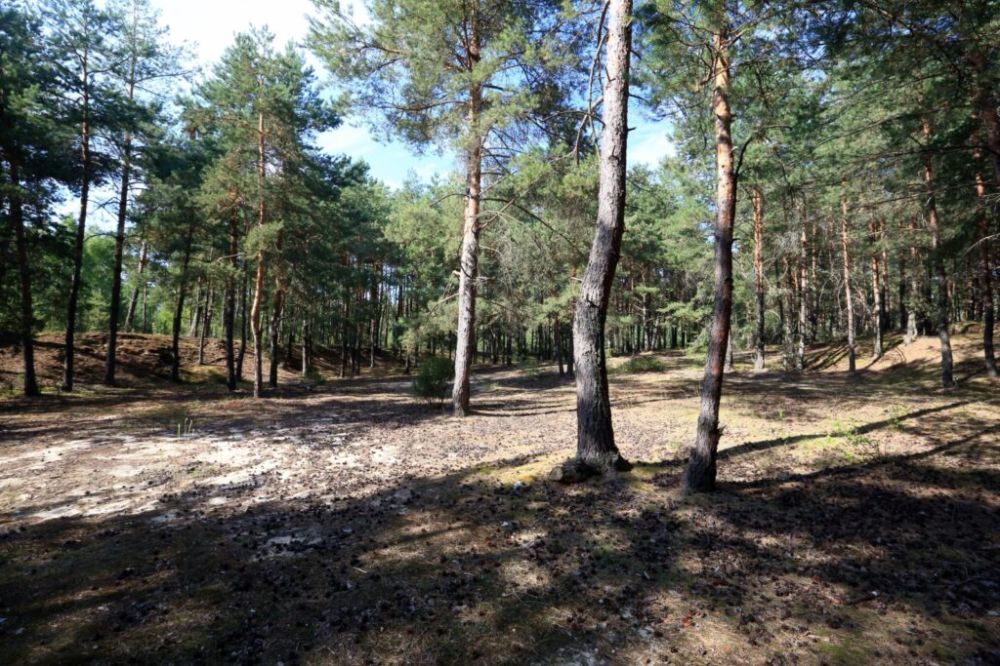 В ДНР до конца года восстановят свыше 350 га лесов – Владимир Ежиков