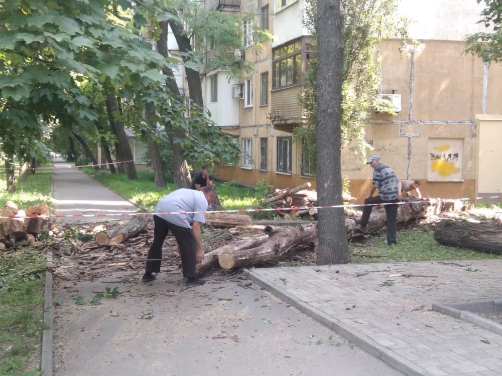 Василий Ткачук: Силами муниципального унитарного предприятия "Управляющая компания Калининского района г. Донецка" выполнены работы по кронированию зеленых насаждений, произрастающих на придомовой территории жилого дома № 78 по проспекту Ильича