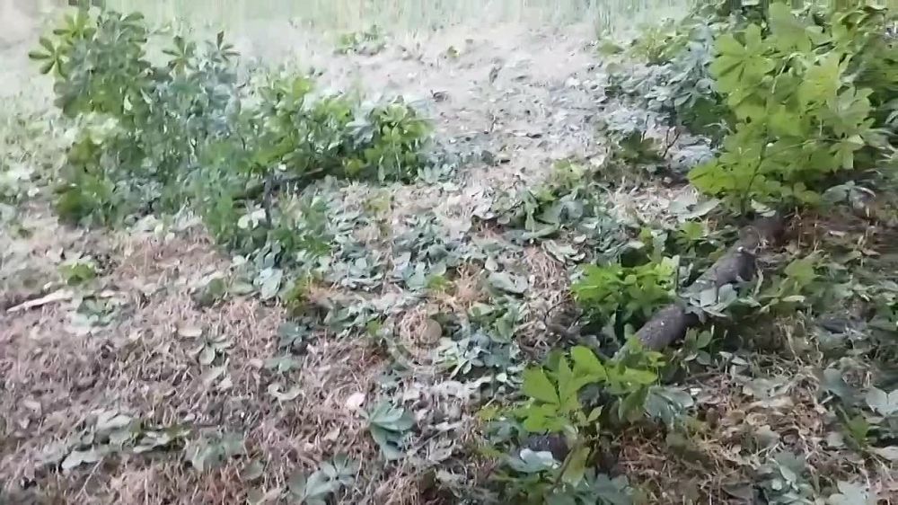 ����������� �������� ����������� ������ �������