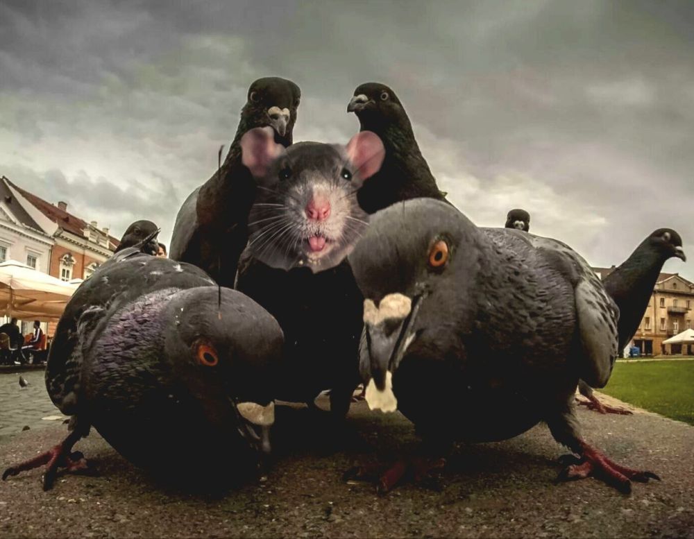 Виктория Хощенко: ОСТОРОЖНО: ФАУНА. Мы живём в современных домах. К сожалению, хрустальным колпаком от внешнего мира отгородиться невозможно, поэтому приходится иметь дело и с дикой природой. Это временами таит в себе опасность