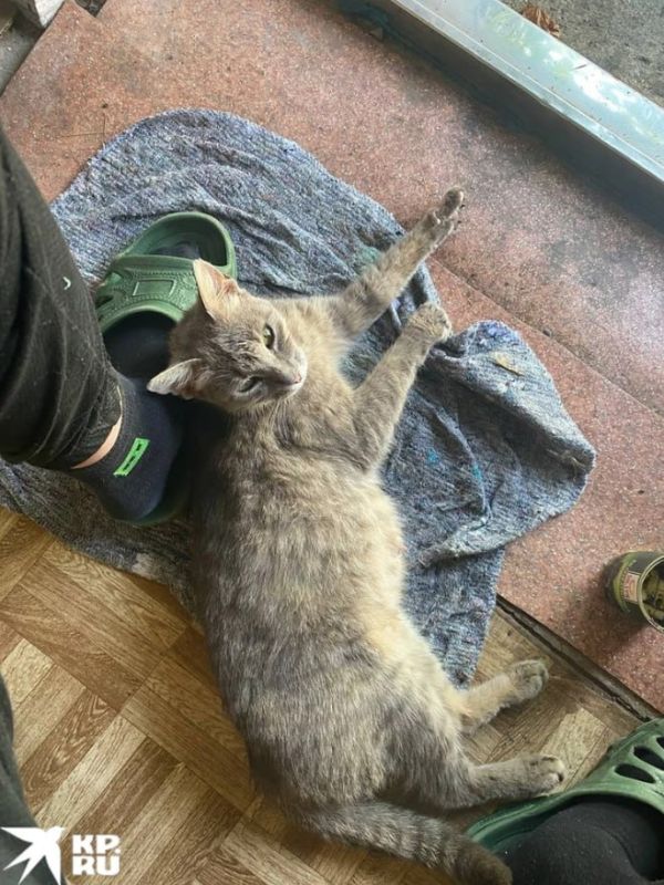 Изнанка Донбасса: Дома без хозяев и кошки в садах среди мин