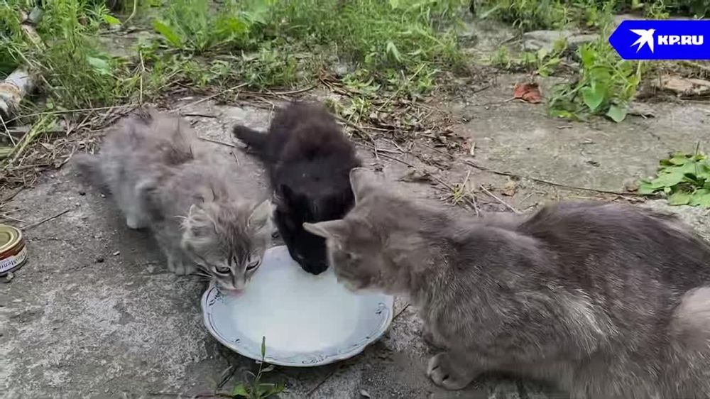 Мама-кошка вывела котят с минного поля в Донецке и привела их прямиком к нашему военкору