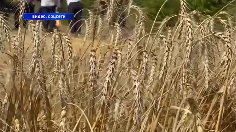 Уборочная кампания на полях в самом разгаре