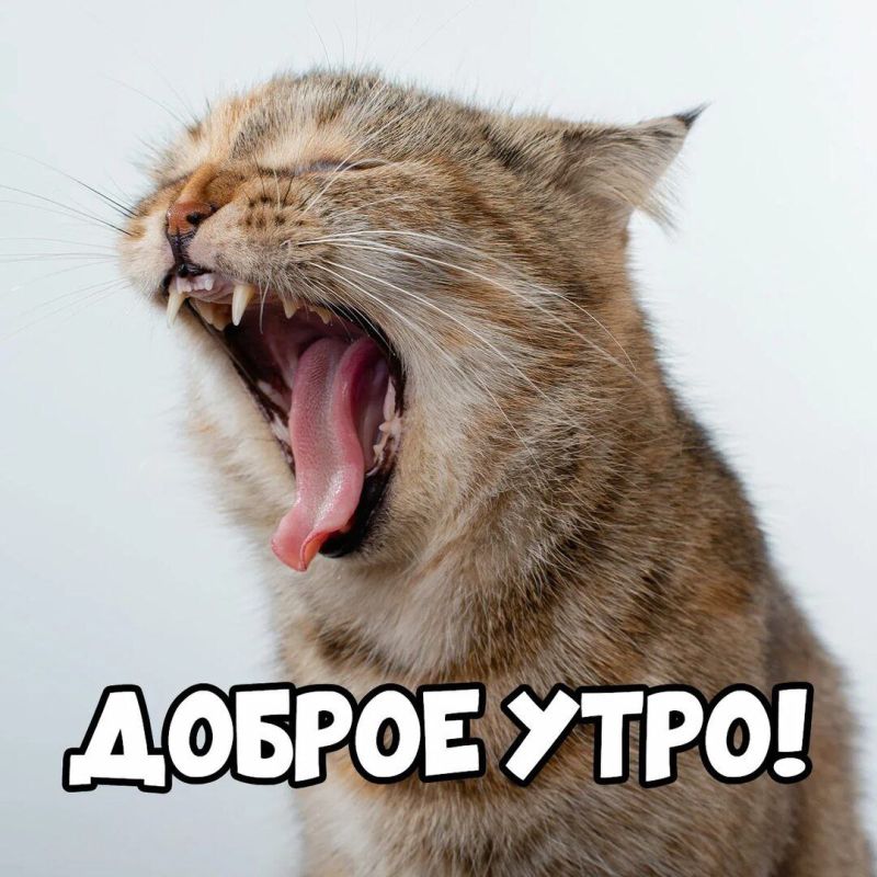 ������ ����, ������! ���� ������� ����