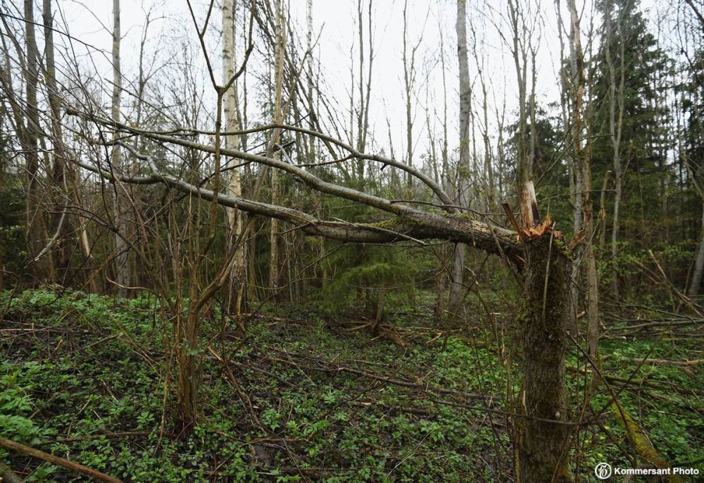 Минприроды РФ подготовило проект, вводящий ставки за аренду лесных участков, и понижающий коэффициент к ним на территориях Донецкой и Луганской народных республик (ДНР и ЛНР), а также в Херсонской и Запорожской областях