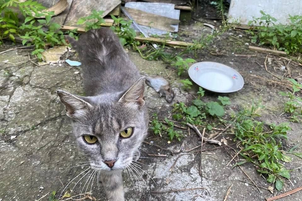 Как военкор кормит донецких котов, а они помогают ему во время обстрелов