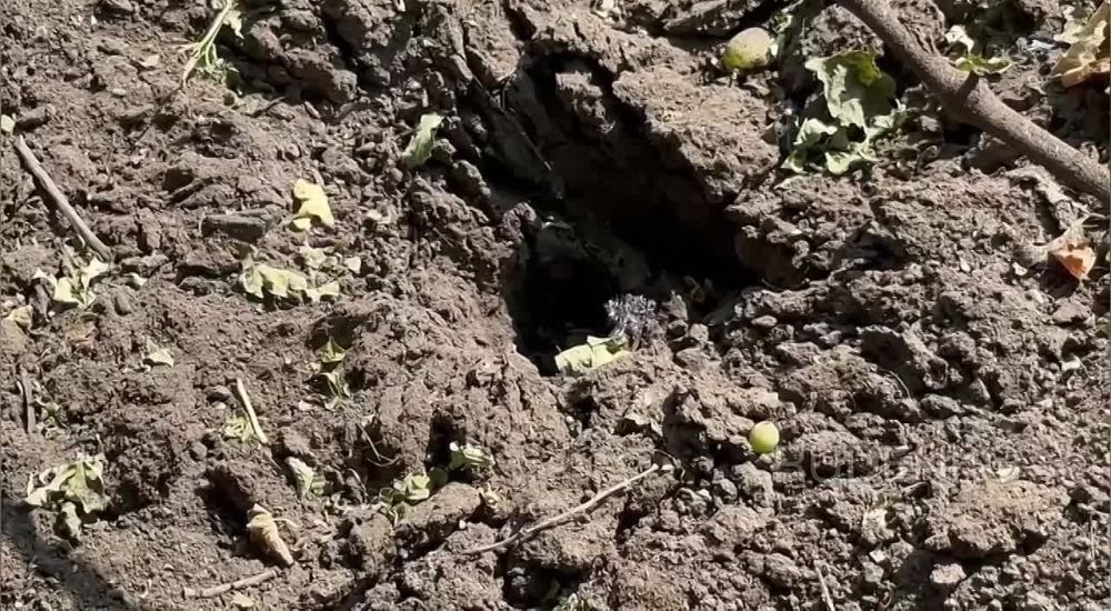 ������ �������: ����������� �������� �������� ������� � �������� ������ �. �������