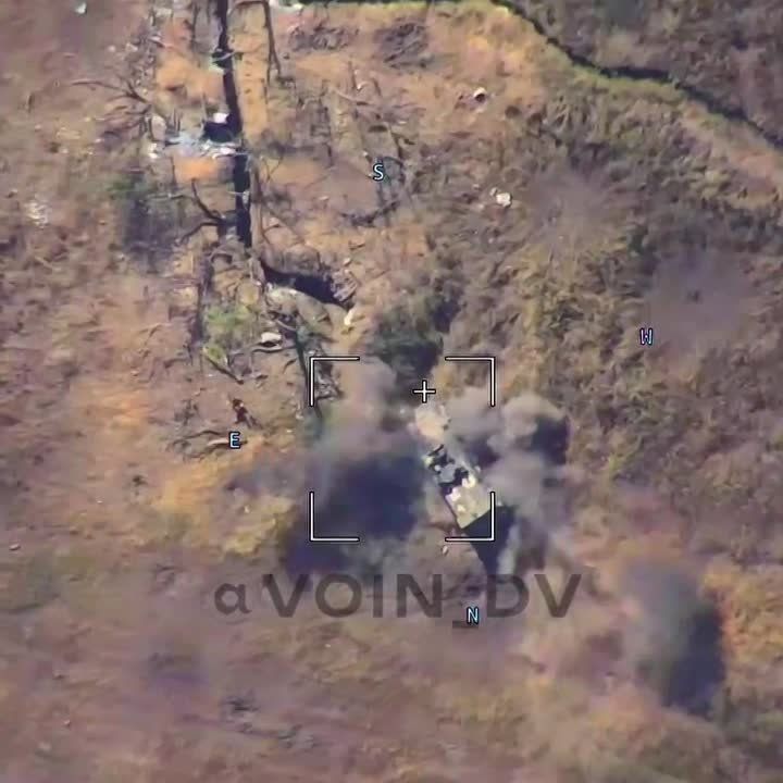  :    Kirpi   ..  (- )