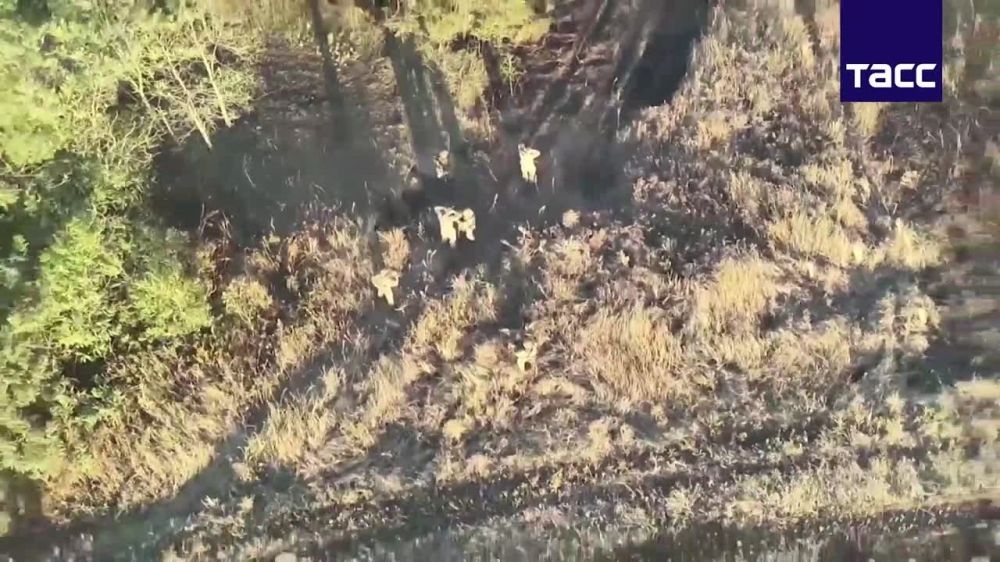 Неожиданно (для небратьев), но факт