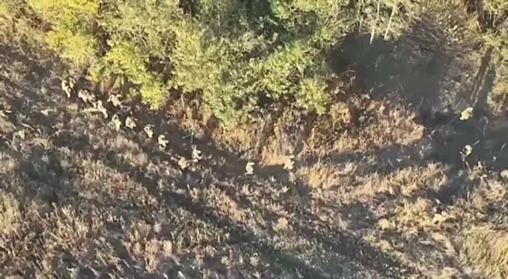 Украинские боевики сдались в плен всем опорным пунктом под Донецком