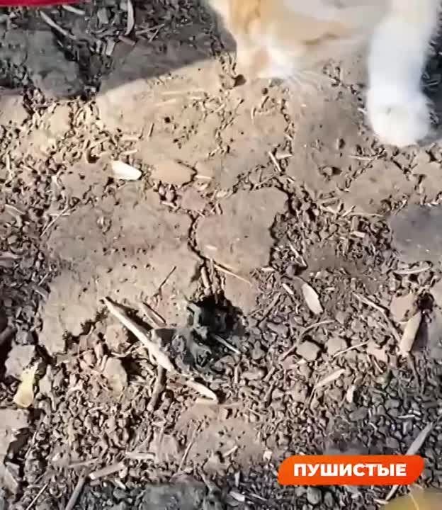 � ������ ����� �������� � ������� �������