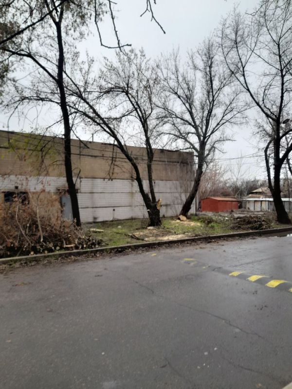 Василий Ткачук: Силами МУП АГД "ДОНЕЦКГОРСВЕТ" проведено кронирование аварийного дерева по проспекту Дзержинского, вблизи дома 65А