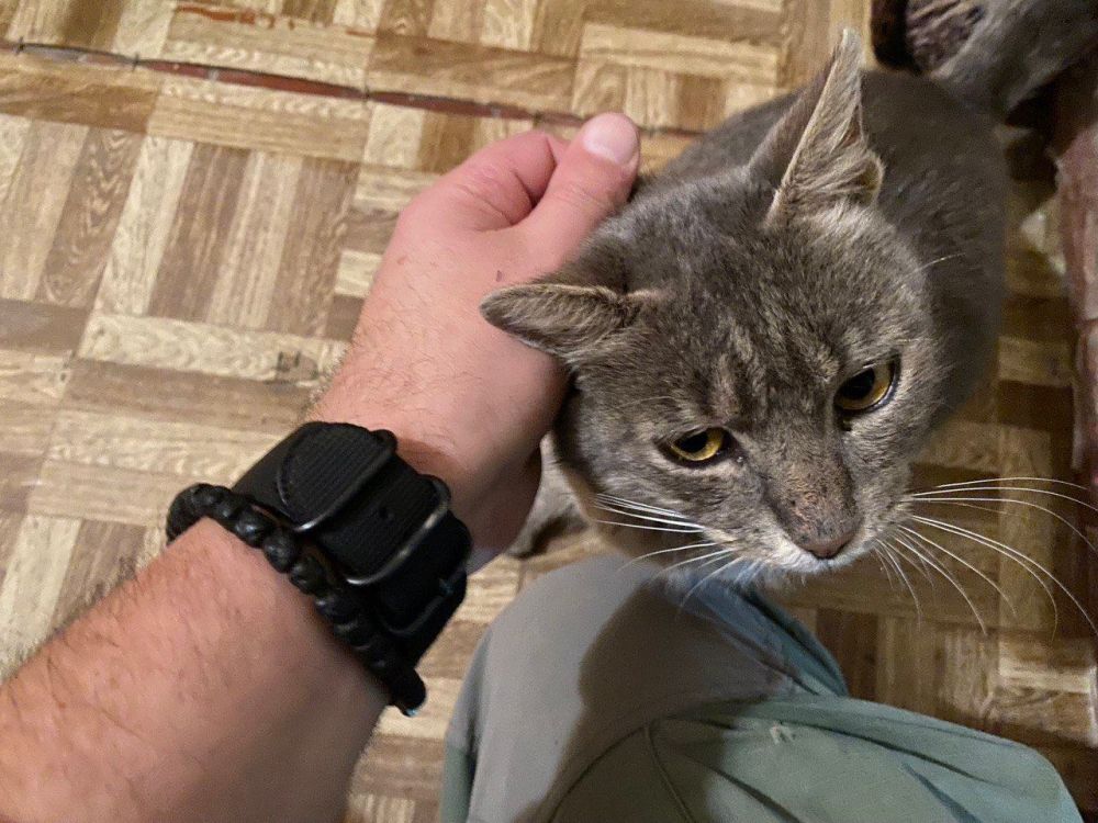 Дмитрий Стешин: Донецкая кошка встретила военкора Стешина