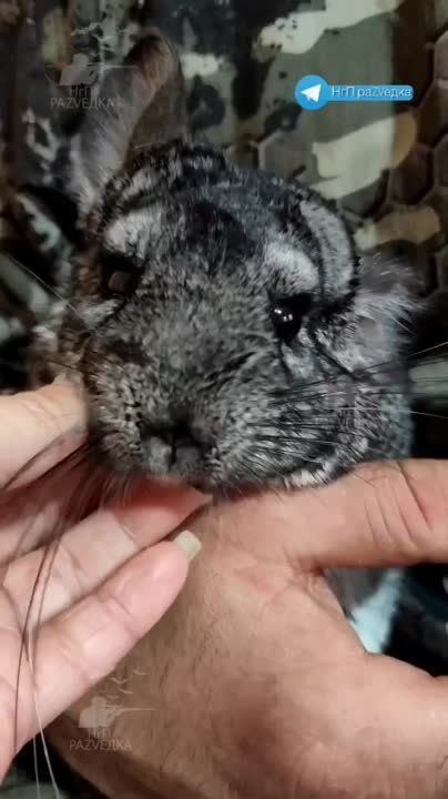 � ������ ����������� ����, ������ ������������� ��������