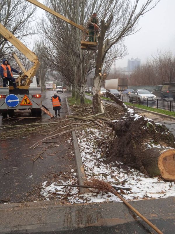 Василий Ткачук: Сегодня силами муниципального унитарного предприятия администрации города Донецка "Зеленстрой Калининского района" продолжаются работы по сносу аварийных деревьев и их распилу