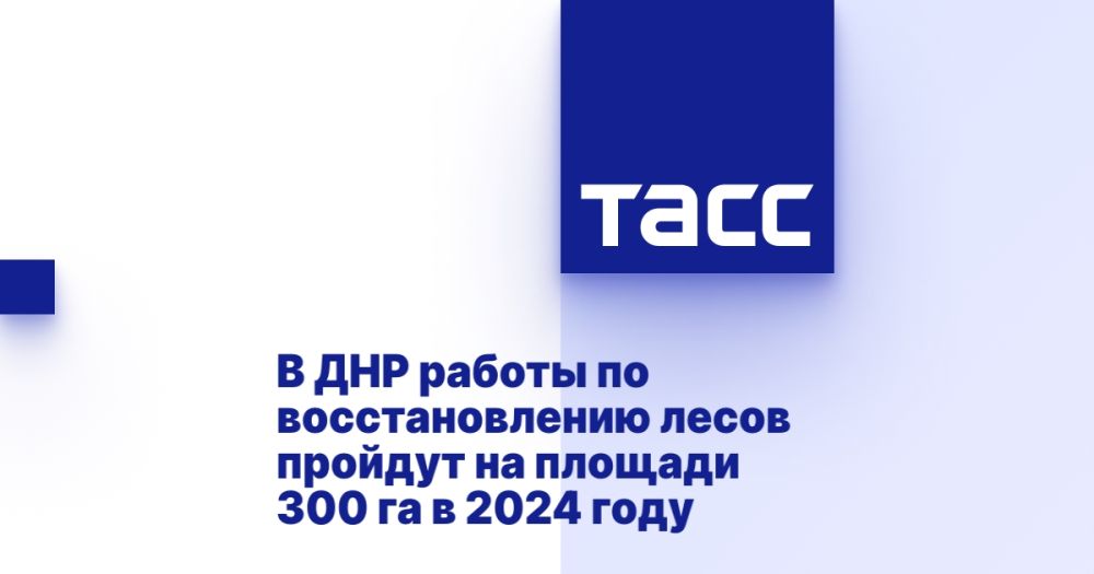 В ДНР работы по восстановлению лесов пройдут на площади 300 га в 2024 году