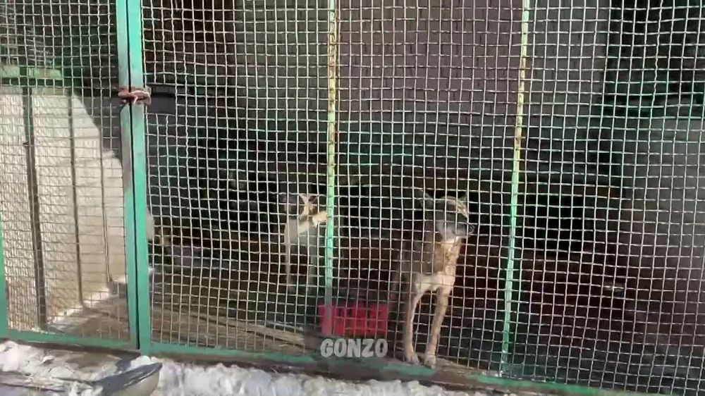 WarGonzo: ��� ������� �������� ����� ��������� � �������